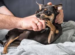 Tutto quel che c'è da sapere sui cani per accudire al meglio il nostro amico a quattro zampe: Le 10 Razze Di Cani Piu Pericolose Mondopets It