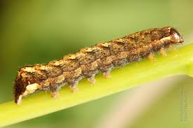 Image result for Hyppa rectilinea