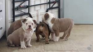 The olde english bulldogge is the result of crossing the english bulldog with the american pit bull terrier, the bullmastiff and the american bulldog. Olde English Bulldogge Puppies For Sale Youtube
