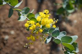Image result for Acacia podalyriifolia
