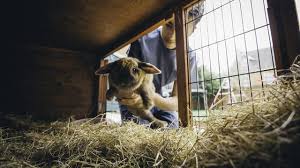 We did not find results for: Cara Merawat Kelinci Dengan Baik Agar Berumur Panjang Citizen6 Liputan6 Com