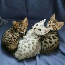 Bengal Cat Baby In 2020 Bengal Cat Kitten Bengal Kitten Bengal Cat