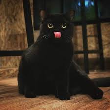 Maybe you would like to learn more about one of these? à¸£ à¸§ à¸§ B Cat Cafe à¸™ à¸­à¸‡à¹€à¸«à¸¡ à¸¢à¸§à¸™ à¸²à¸£ à¸à¹† Wongnai