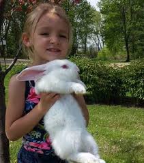 Flemish Giant Rabbit How To Care Diet Lifespan Faq With Pictures Flemish Giant Rabbit Flemish Giant Giant Rabbit