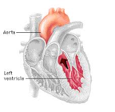 This figure was created and designed by taeah kim, a graduate student in biomedical communications masters program at the university of. Pin On Series Of Cardiology Research