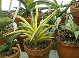 Image result for Laggera gracilis