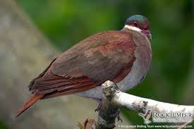 Key West Quail Dove By Luis Segura Colorful Birds Doves Beautiful Birds