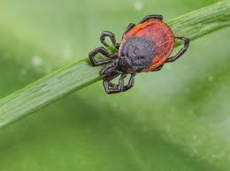 Perfekter schutz auch vor kriechenden tieren. Grasmilben Sind Deine Pickel In Wahrheit Grasmilbenbisse Wunderweib