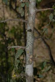 Image result for Albizia anthelmintica