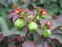 Image result for Jatropha gossypiifolia