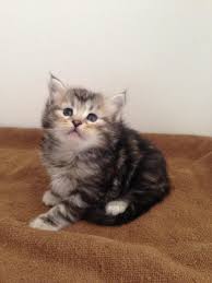 Although, the following diseases have been seen in the breed. Maya Kittens 4 Weeks Old Born Basilic Blessing Siberian Cats Facebook