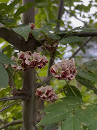 Image result for Fabaceae subfamily Papilionoideae
