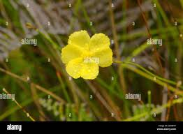 Image result for Xyridaceae