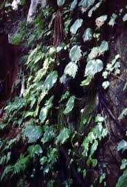 Image result for Mostuea microphylla