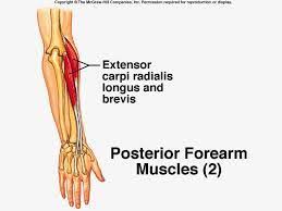 Extensor Carpi Radialis Brevis Ecrb Muscle Google Search Kitap Kas