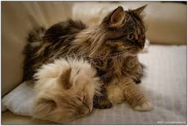 A dense fur coat is a shared trait among breeds that originated in cold climates. Top 10 Long Haired Cat Breeds Holidogtimes