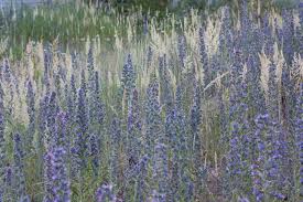 Image result for Koeleria