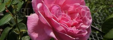 Driving down an obscure road, winding like a snake in the grass through the colorado mountains, its towers rise above the trees, capped by gold. English Rose Austin Rose Rosa Bishop S Castle