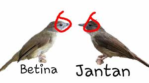 Burung decu kembang little pied flycatcher is a species of bird in the family muscicapidae. Burung Decu Kembang Jantan Decu Kembang Jantan Download Kicau Burung Decu Offline It Is Found In The Indian Subcontinent Zeltzin