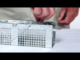 How to trap a vole. Havahart X Small 2 Door Trap Ground Trapping Of Is A Very Effective Method For Large Scale Control Of House Sparrow Live Mouse Trap Small Mirrors Mouse Traps