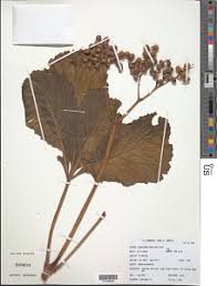 Image result for Cissus humbertii