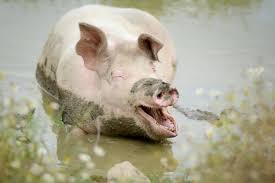 Pig, wild or domestic swine, a mammal of the suidae family. Pigs Farm Animals Farm Sanctuary