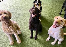 Care.com is the world's largest online destination for care. Dog Daycare Bangor Me Carden Kennels