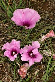 Image result for Ipomoea bolusiana