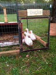 Raising Pekin Ducks Backyard Poultry