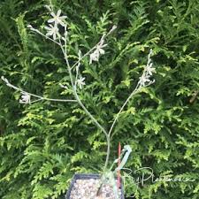 Image result for Trachyandra saltii