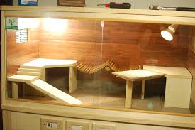 Best Ideas Bearded Dragon Habitat 051 Bearded Dragon Habitat Bearded Dragon Baby Bearded Dragon