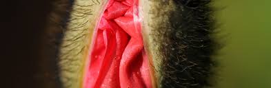 Bartholinitis Symptome Risiken Behandlung Mooci