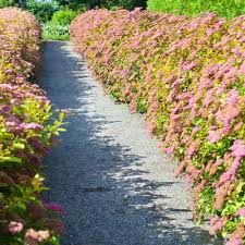 Image result for Spiraea japonica ´Little Princess