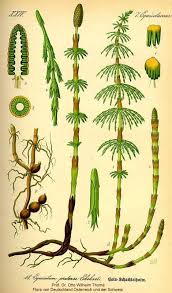 Pin Ot Polzovatelya Gayle Keith Na Doske Herbarium Botanicheskie Illyustracii Illyustracii Rastenij Botanicheskie Risunki