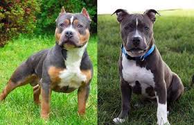 Blue nose pit bull puppies find pitbull puppies near me friendly pitbull puppies Rare Pitbull Colors Genetics Petaddon