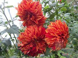 Four Hills Of Squash Dahlia Flower Dahlia Big Garden