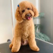 Flawless Paws Sydney