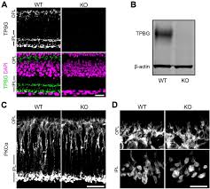 Frontiers | Trophoblast glycoprotein is required for efficient synaptic  vesicle exocytosis from retinal rod bipolar cells