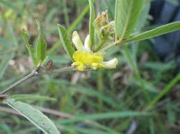 Image result for Eriosema