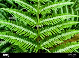 Image result for Pteridaceae