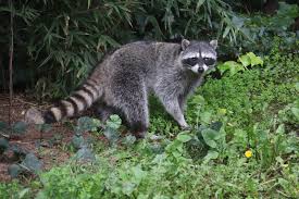 وصور مقطع فيديو تم نشره على شبكة. Ø­ÙŠÙˆØ§Ù† Ø§Ù„Ø±Ø§ÙƒÙˆÙ† ÙˆÙŠÙƒÙŠØ§Øª