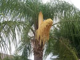 A palm tree (also known as a coconut tree) is grown with the farming skill. Seed Pods On A Queen Palm