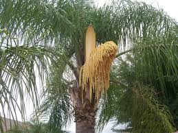 Palm tree seeds can be planted in a plant pot to make a palm seedling, which grows into a palm sapling; Seed Pods On A Queen Palm