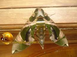 Maybe you would like to learn more about one of these? Kode Alam Kupu Kupu Masuk Rumah Siang Hari Berbagai Rumah