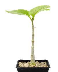 Image result for Fockea multiflora