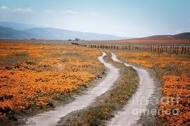 $109 for bearizona tour for one from grand canyon tour and travel ($189 value). Antelope Valley Poppy Field Lancaster By Jerome Obille In 2020 Poppy Field Poppies Lancaster