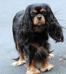 Check spelling or type a new query. Greta Black And Tan Cavalier King Charles Spaniel King Charles Cavalier Spaniel Puppy King Charles Dog King Charles