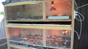 1) skala kecil, itik yang dipelihara kurang dari 500 ekor dengan sistem pemeliharaan tradisional atau dilepas di lahan rawa atau sawah, 2) skala sedang dengan jumlah itik yang dipelihara 500−5.000 ekor/peternak, dan 3) skala besar dengan jumlah Itik Hitam Nama Dan 5 Jenis Mana Yang Lebih Baik Untuk Dipilih Dan Cara Menyimpannya