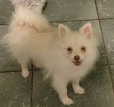 It participates successfully in agility and obedience. San Diego Ca Pomeranian Meet Lexi A Pet For Adoption