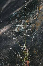 Image result for Celosia trigyna